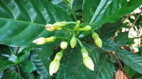 曝《生化危机9》将成系列终章 保护伞与浣熊市的终结！